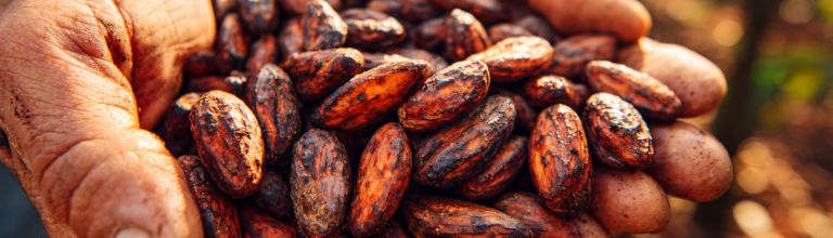 Féves de cacao